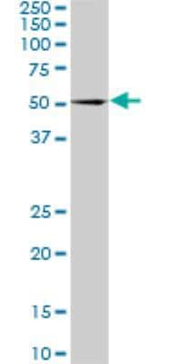 Western Blot: SF3A2 Antibody (3B6) [H00008175-M01]