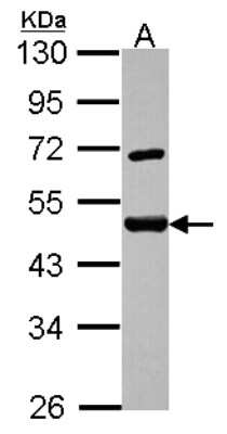 Western Blot: SF3A2 Antibody [NBP2-15106]