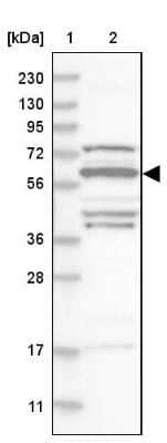 Western Blot: SF3A3 Antibody [NBP1-87212]