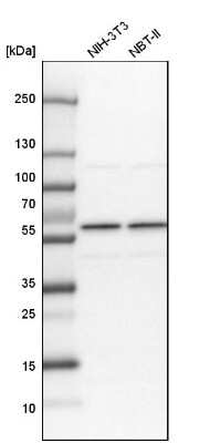 Western Blot: SF3A3 Antibody [NBP1-87212]
