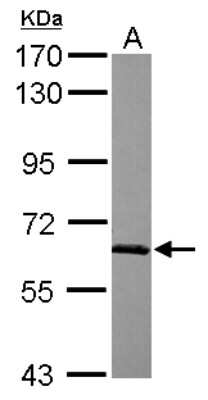 Western Blot: SF3A3 Antibody [NBP2-20325]