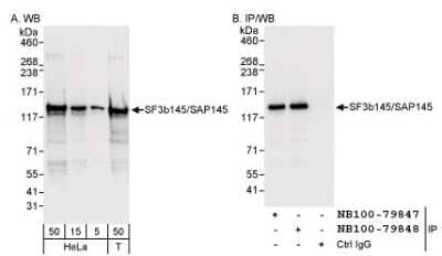 Western Blot: SF3B2 Antibody [NB100-79847]