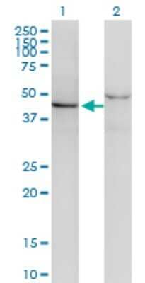 Western Blot: SF3B4 Antibody (1B8) [H00010262-M03]