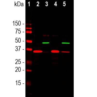 Western Blot: SF3B4 Antibody (3A1) [NBP1-92692]