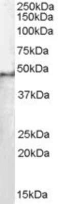Western Blot: SF3B4 Antibody [NB100-1076]