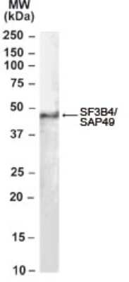 Western Blot: SF3B4 Antibody [NB100-1076]