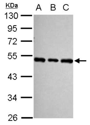 Western Blot: SF3B4 Antibody [NBP2-20326]