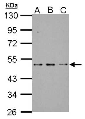 Western Blot: SF3B4 Antibody [NBP2-20326]