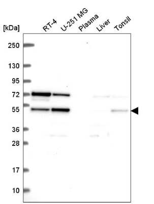 Western Blot: SF3B4 Antibody [NBP2-55882]