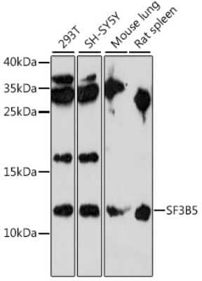 Western Blot: SF3B5 AntibodyAzide and BSA Free [NBP2-94370]