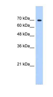 Western Blot: SF4 Antibody [NBP1-57563]