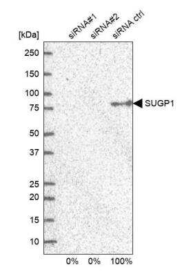 Western Blot: SF4 Antibody [NBP1-88000]