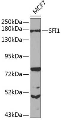 Western Blot: SFI1 AntibodyBSA Free [NBP2-94581]