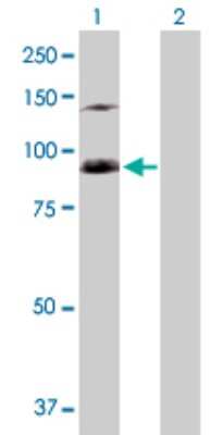 Western Blot: SFMBT1 Antibody [H00051460-D01P]