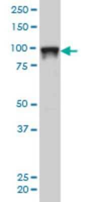 Western Blot: SFPQ Antibody (6D7) [H00006421-M02]