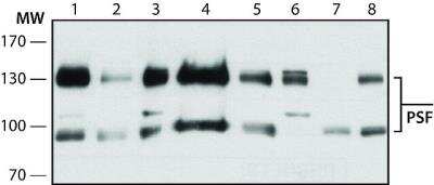 Western Blot: SFPQ Antibody (B92)BSA Free [NB120-11825]