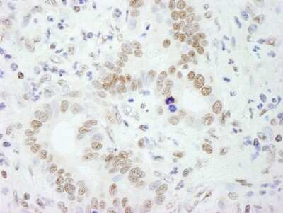 Immunohistochemistry: SFPQ Antibody [NB100-61043]