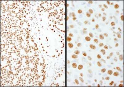 Immunohistochemistry-Paraffin: SFPQ Antibody [NB100-61045]