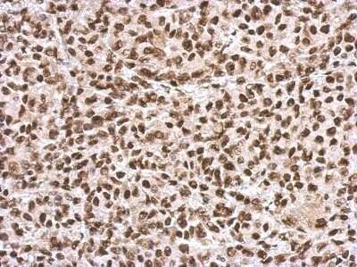 Immunohistochemistry-Paraffin: SFPQ Antibody [NBP2-20328]