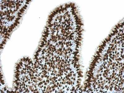 Immunohistochemistry-Paraffin: SFPQ Antibody [NBP2-20329]