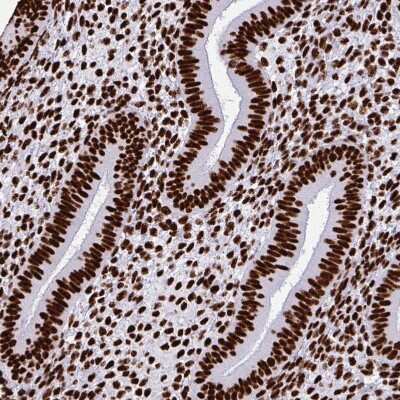 Immunohistochemistry-Paraffin: SFPQ Antibody [NBP2-48876]