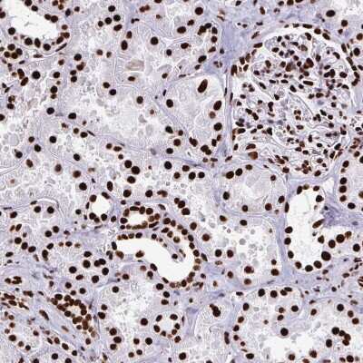 Immunohistochemistry-Paraffin: SFPQ Antibody [NBP2-48876]