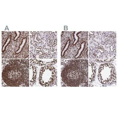 Immunohistochemistry-Paraffin: SFPQ Antibody [NBP2-49147]