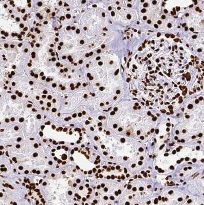 Immunohistochemistry-Paraffin: SFPQ Antibody [NBP2-49147]