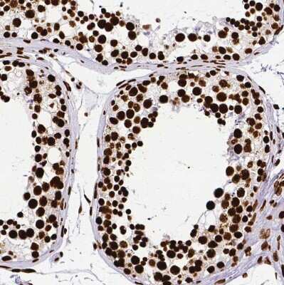 Immunohistochemistry-Paraffin: SFPQ Antibody [NBP2-49147]