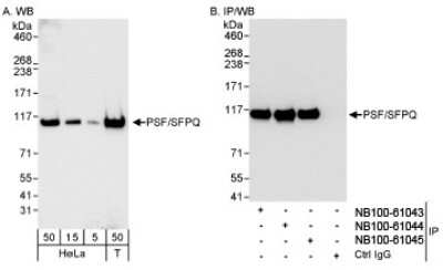 Western Blot: SFPQ Antibody [NB100-61043]