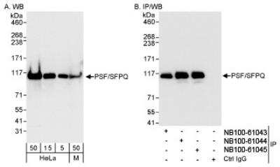 Western Blot: SFPQ Antibody [NB100-61045]