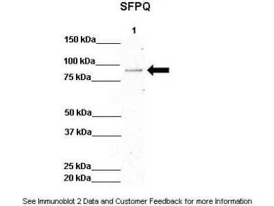 Western Blot: SFPQ Antibody [NBP1-57458]