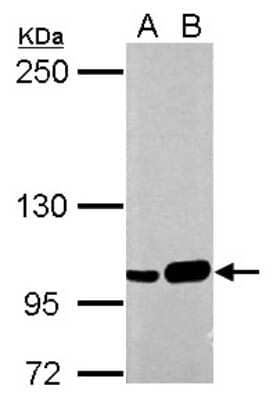 Western Blot: SFPQ Antibody [NBP2-20328]