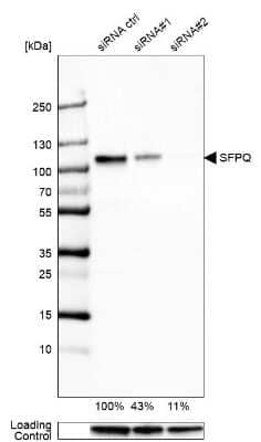 Western Blot: SFPQ Antibody [NBP2-48876]