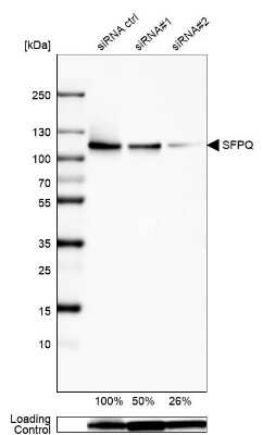 Western Blot: SFPQ Antibody [NBP2-49147]