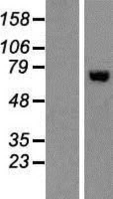 Western Blot: SFPQ Overexpression Lysate [NBP2-07798]