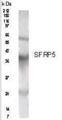 Western Blot: sFRP-5 AntibodyBSA Free [NB200-121]