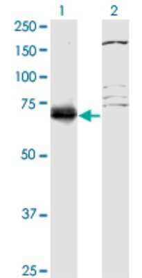 Western Blot: SFRS12 Antibody (1D11) [H00140890-M01]