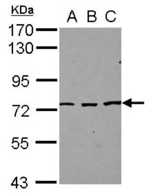 Western Blot: SFRS12 Antibody [NBP2-20332]