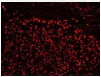 Immunocytochemistry/ Immunofluorescence: SFRS14 Antibody [NB100-79849]