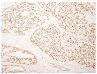Immunohistochemistry-Paraffin: SFRS14 Antibody [NB100-79849]