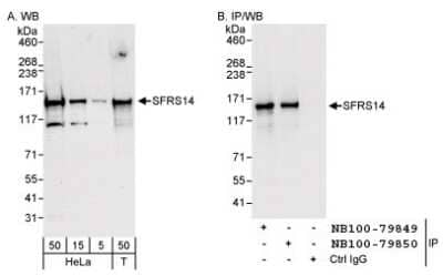 Western Blot: SFRS14 Antibody [NB100-79849]