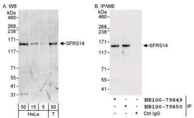 Western Blot: SFRS14 Antibody [NB100-79850]