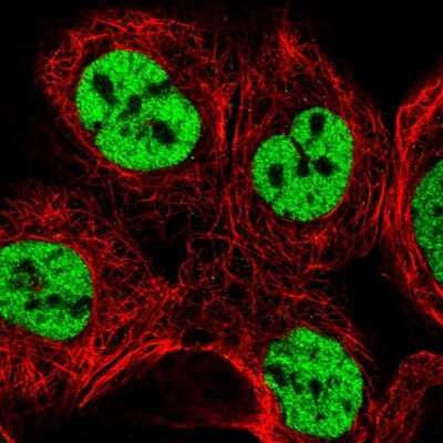 Immunocytochemistry/ Immunofluorescence: SFRS15 Antibody [NBP1-88001]