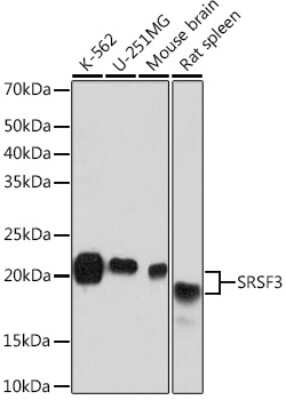 Western Blot: SFRS3 Antibody (9A1Z4) [NBP3-16741]