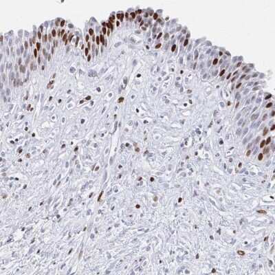 Immunohistochemistry-Paraffin: SFRS3 Antibody [NBP2-38815]