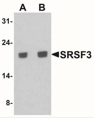 Western Blot: SFRS3 AntibodyBSA Free [NBP2-41316]