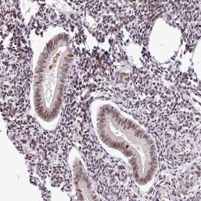 Immunohistochemistry-Paraffin: SFRS4 Antibody [NBP2-13384]