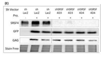 Western Blot: SFRS4 Antibody [NBP2-04144]