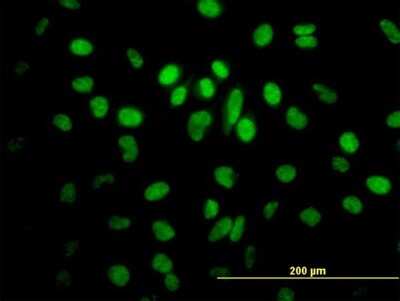 Immunocytochemistry/ Immunofluorescence: SFRS5 Antibody [H00006430-B01P]